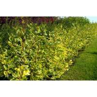 Cornus alba'Gouchaultii' 